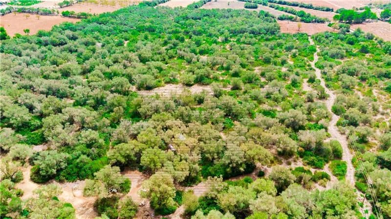 Area Edificabile in vendita in Felanitx - 790.000 € (Rif: 7098105)