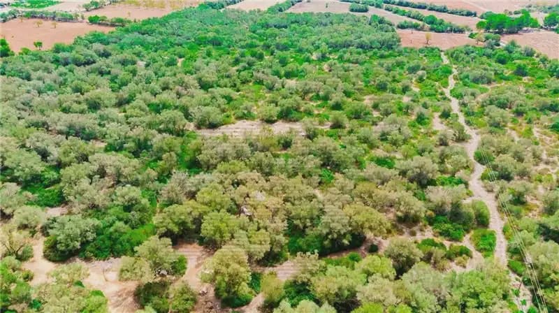 Area Edificabile in vendita in Felanitx - 790.000 € (Rif: 9893325)