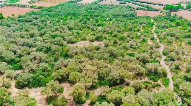 Area Edificabile in vendita in Felanitx - 790.000 € (Rif: 9893325)