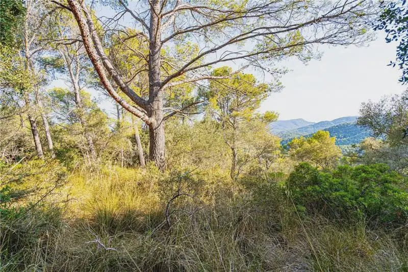 Undeveloped Land for sale in Palma de Mallorca - € 150,000 (Ref: 9893387)