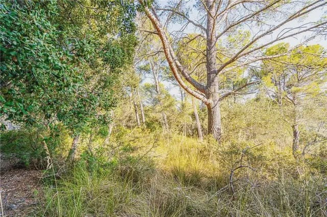 Undeveloped Land for sale in Establiments, Palma de Mallorca - € 150,000 (Ref: 9893387)