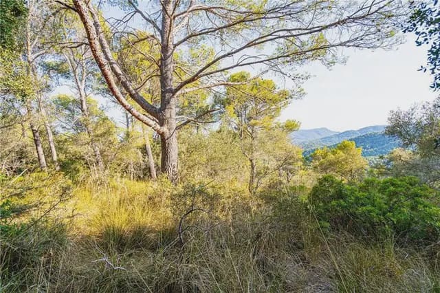 Undeveloped Land for sale in Establiments, Palma de Mallorca - € 150,000 (Ref: 9893387)