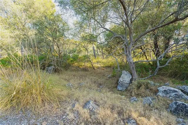 Undeveloped Land for sale in Establiments, Palma de Mallorca - € 150,000 (Ref: 9893387)