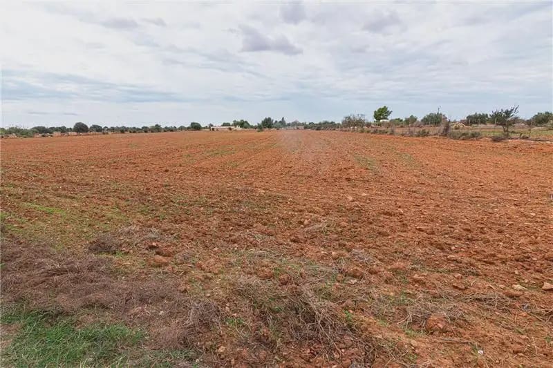 Undeveloped Land for sale in Llucmajor - € 390,000 (Ref: 9893416)