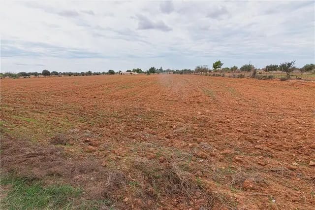 Undeveloped Land for sale in Llucmajor - € 390,000 (Ref: 9893416)