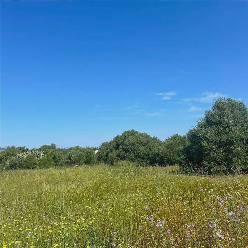 Bouwgrond te koop in Manacor - € 215.000 (Ref: 9893468)