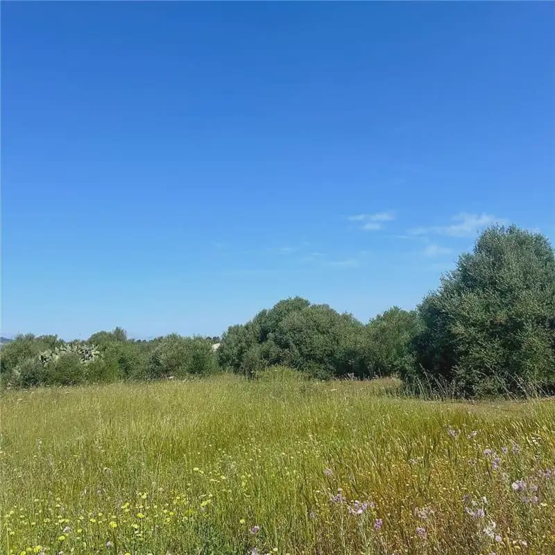 Terreno Não Urbanizado para venda em Manacor - 240 000 € (Ref: 9893518)