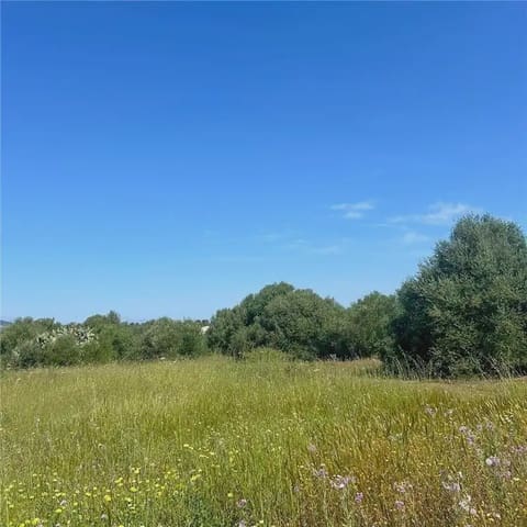Mark till salu i Manacor - 240 000 € (Ref: 9893518)
