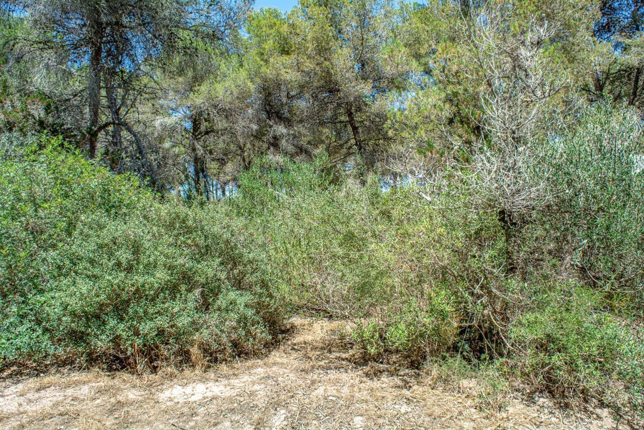 Mark till salu i Cala Ratjada - 1 752 500 € (Ref: 8045178)