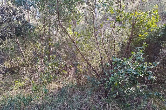 Grunde uden byggetilladelser til salg i Canyamel, Capdepera - € 170.000 (Ref: 8045210)