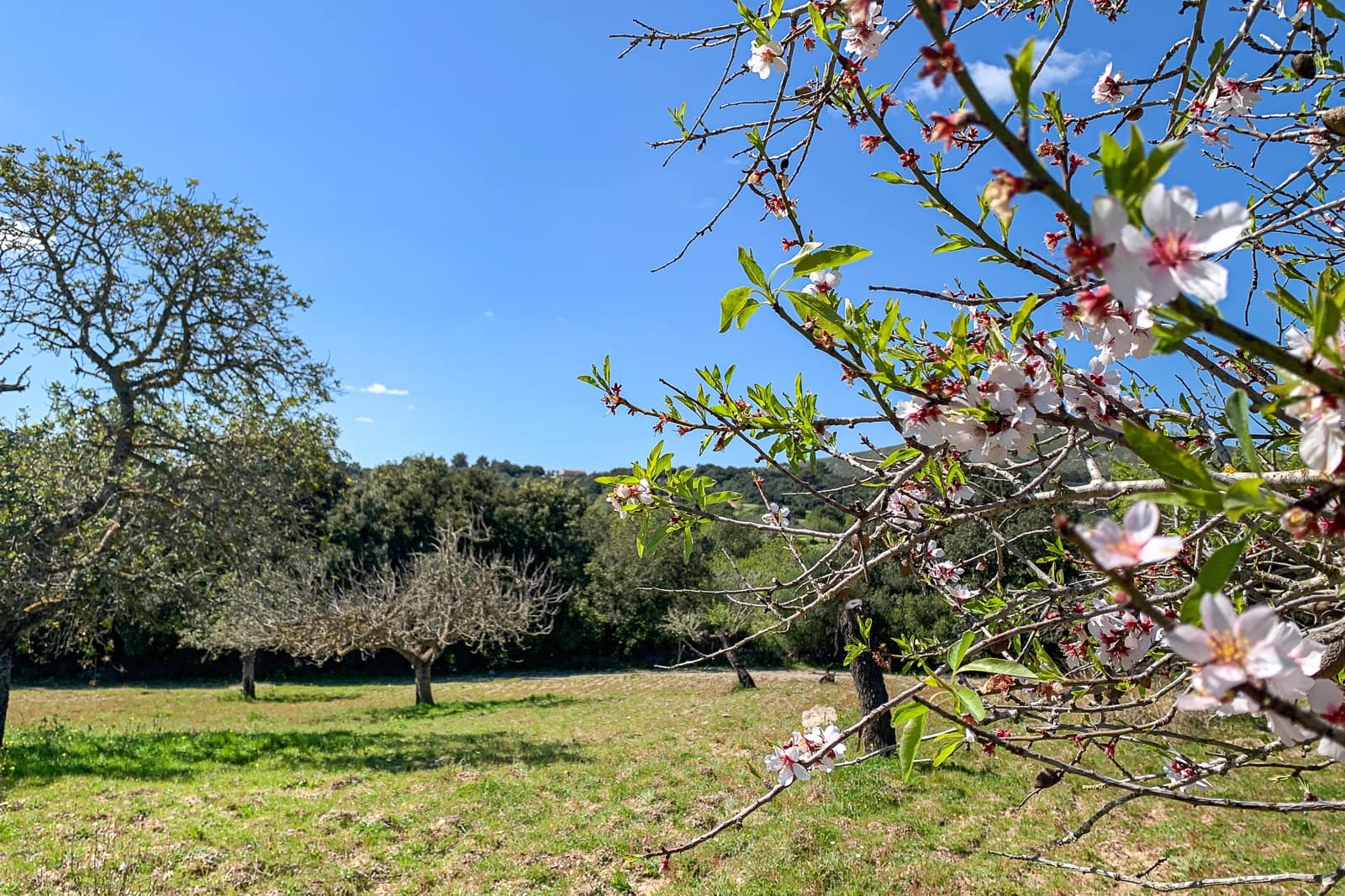 5 Zimmer Finca/Landgut zu verkaufen in Arta - 900.000 € (Ref: 8045220)