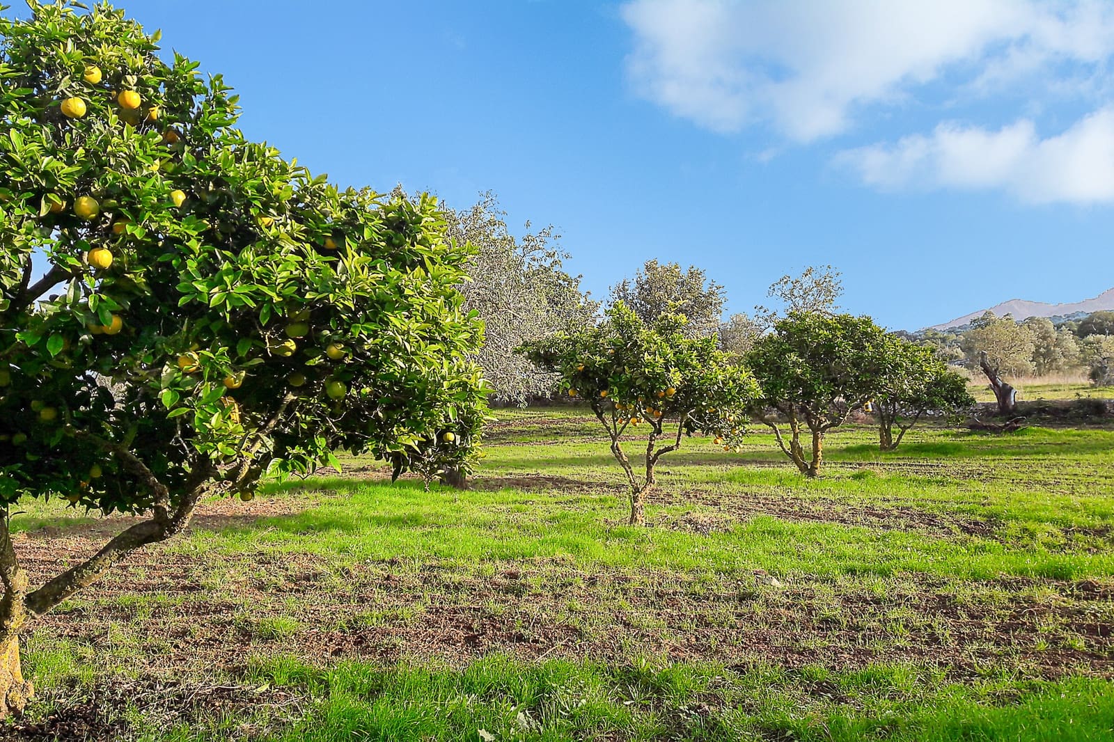 5 Zimmer Finca/Landgut zu verkaufen in Arta - 900.000 € (Ref: 8045220)