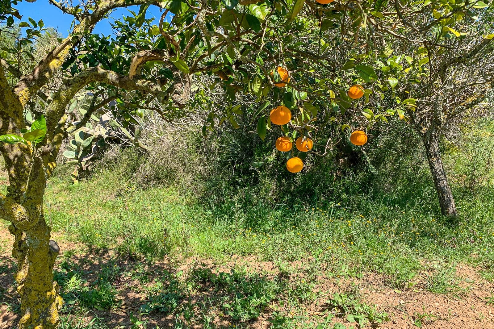 5 Zimmer Finca/Landgut zu verkaufen in Arta - 900.000 € (Ref: 8045220)