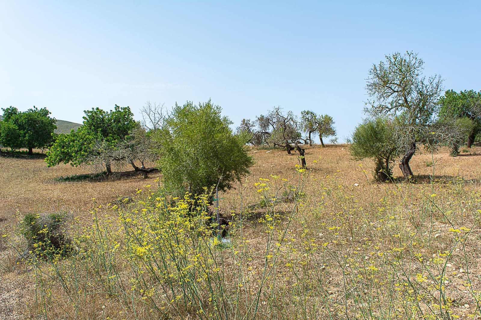 5 Zimmer Finca/Landgut zu verkaufen in Arta - 900.000 € (Ref: 8045220)