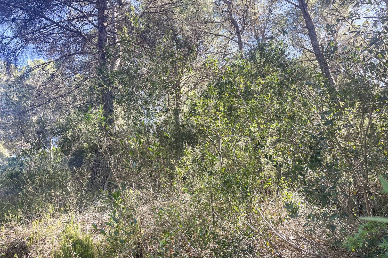 Ubebygd land til salgs i Canyamel - € 369 000 (Ref: 8045222)