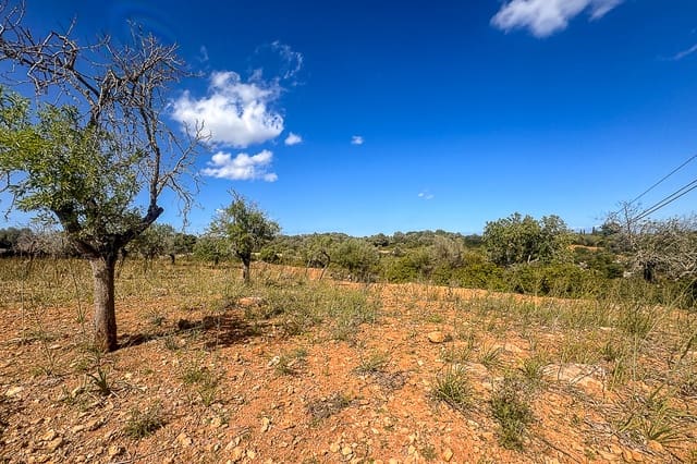 Undeveloped Land for sale in Manacor - € 700,000 (Ref: 8387566)