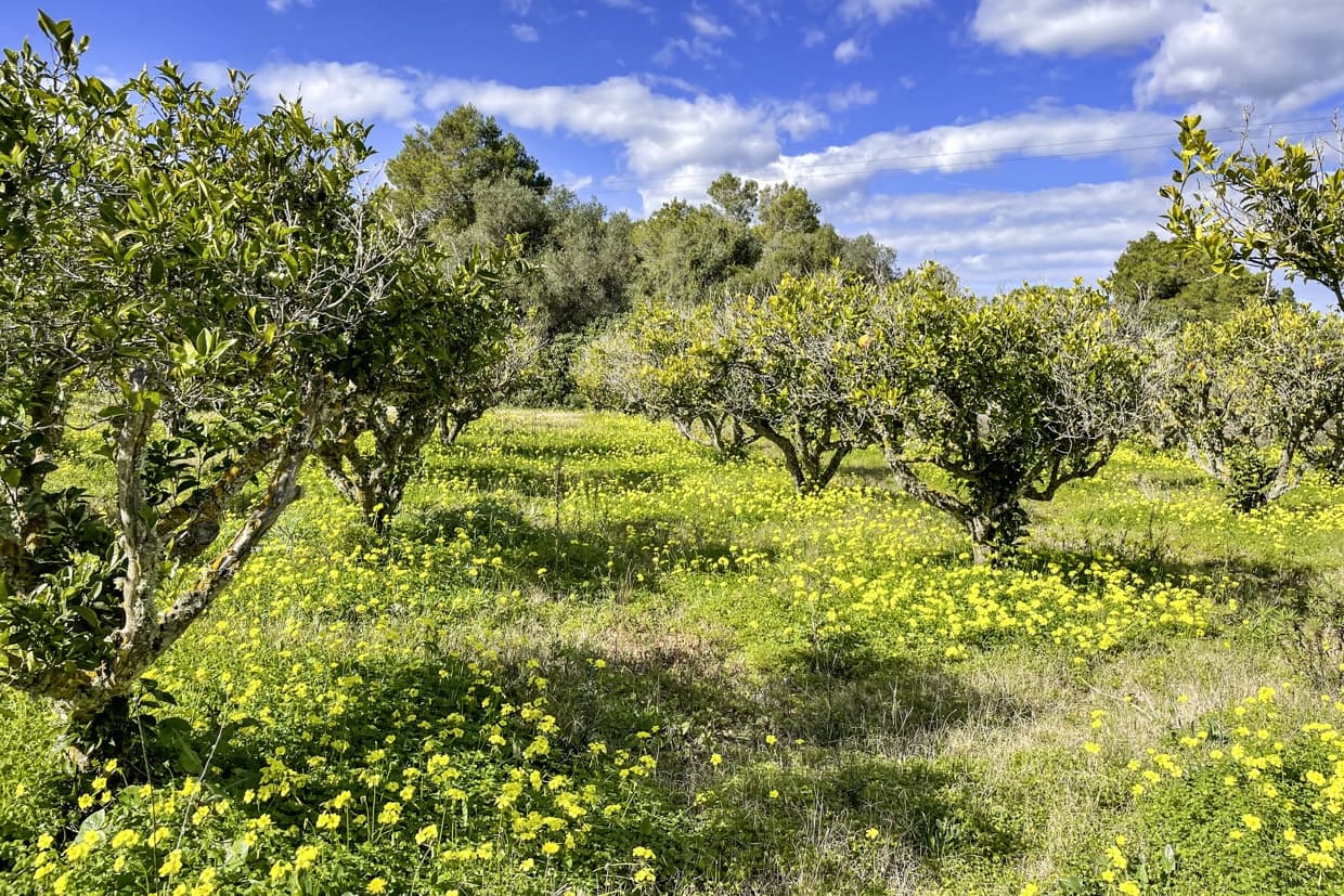 3 soveværelse Finca/Landehus til salg i Son Servera med garage - € 789.000 (Ref: 8814797)