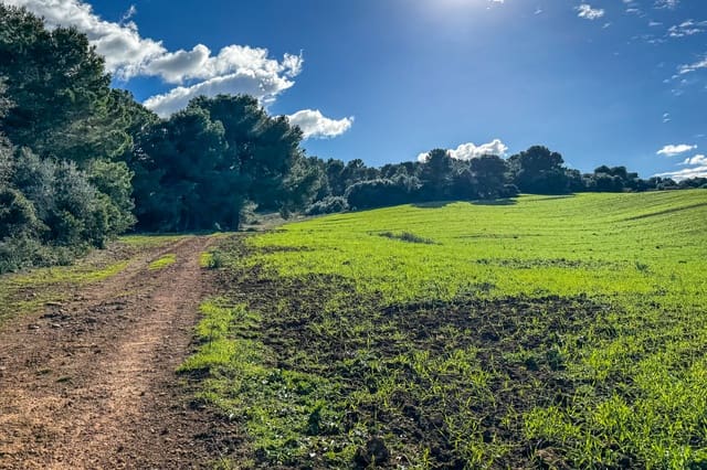 Ubebygd land til salgs i Son Serra de Marina, Santa Margalida - € 3 300 000 (Ref: 9459490)