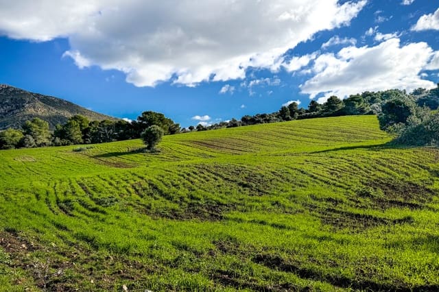 Ubebygd land til salgs i Son Serra de Marina, Santa Margalida - € 3 300 000 (Ref: 9459490)