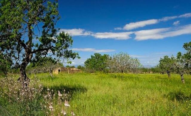 Terre non Aménagée à vendre à Petra - 480 000 € (Ref: 9897405)