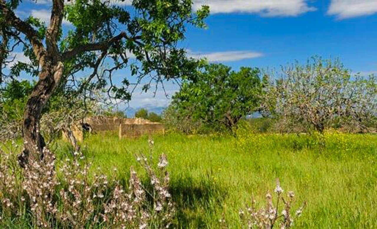 Terreno Não Urbanizado para venda em Petra - 480 000 € (Ref: 9897405)