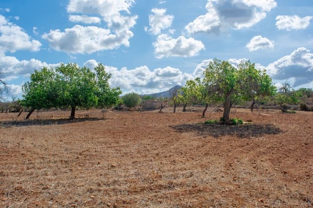 Terre non Aménagée à vendre à Petra - 480 000 € (Ref: 9897405)