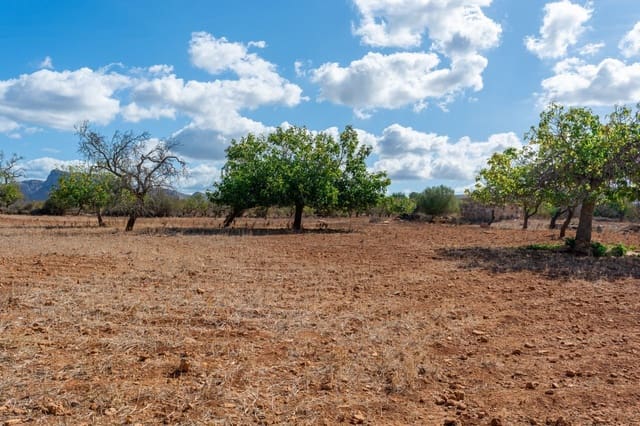 Terre non Aménagée à vendre à Petra - 480 000 € (Ref: 9897405)