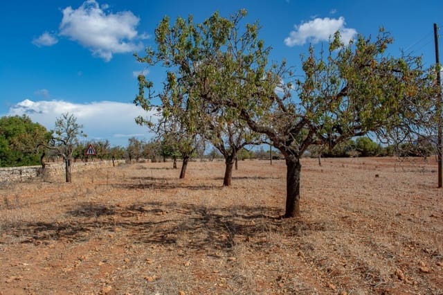 Terre non Aménagée à vendre à Petra - 480 000 € (Ref: 9897405)