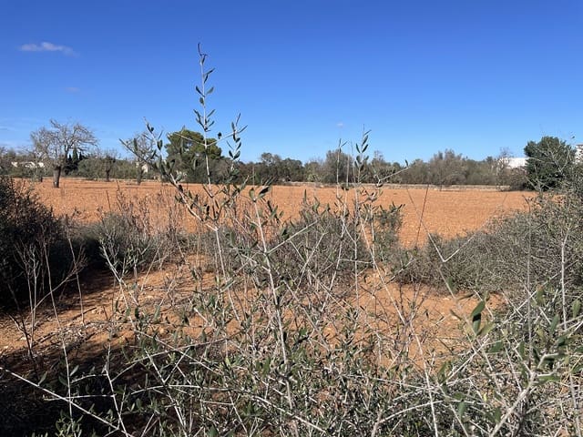 Terrain à Bâtir à vendre à Sa Rapita / La Rapita, Campos - 305 000 € (Ref: 8653803)