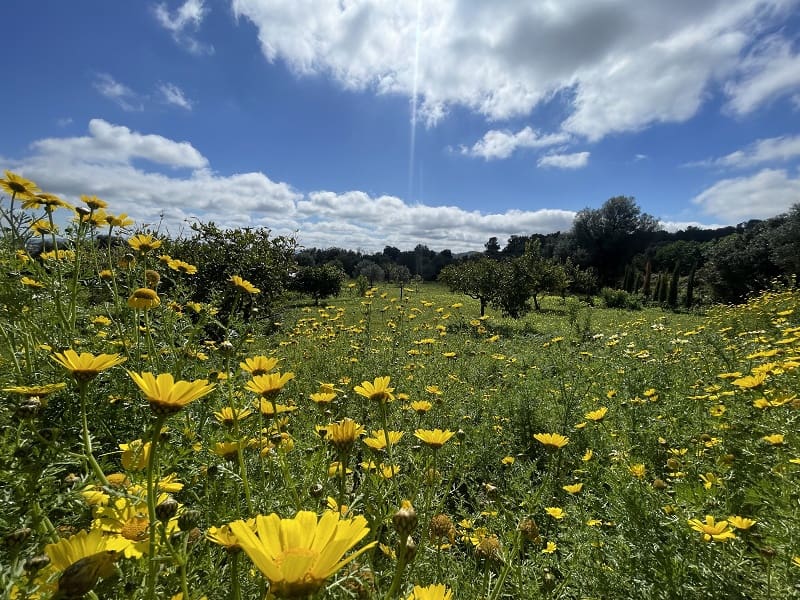 4 bedroom Finca/Country House for sale in Porreres with pool garage - € 1,700,000 (Ref: 9703330)