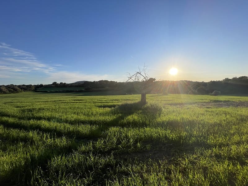 4 bedroom Finca/Country House for sale in Manacor with garage - € 1,300,000 (Ref: 9755030)