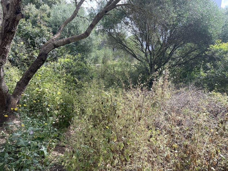 Building Plot for sale in Llucmajor - € 250,000 (Ref: 9837701)