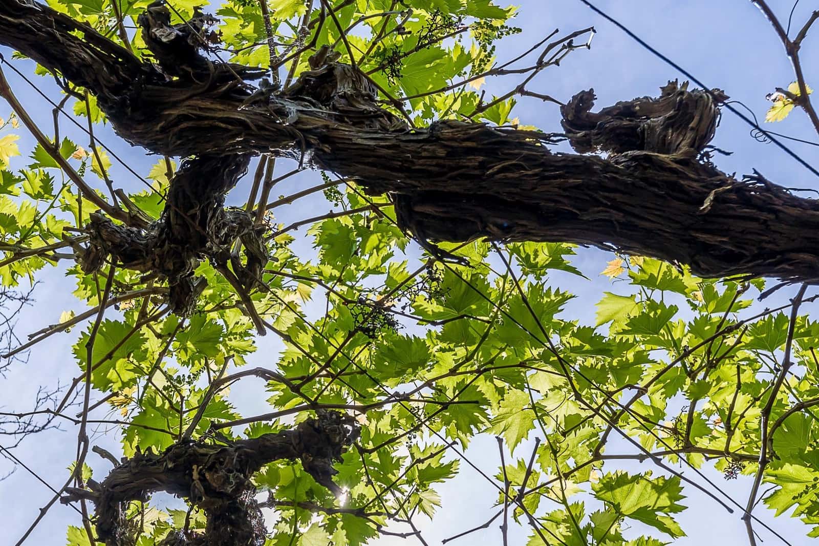 Finca/Casa Rural de 5 habitaciones en Sóller en venta - 756.000 € (Ref: 7555619)