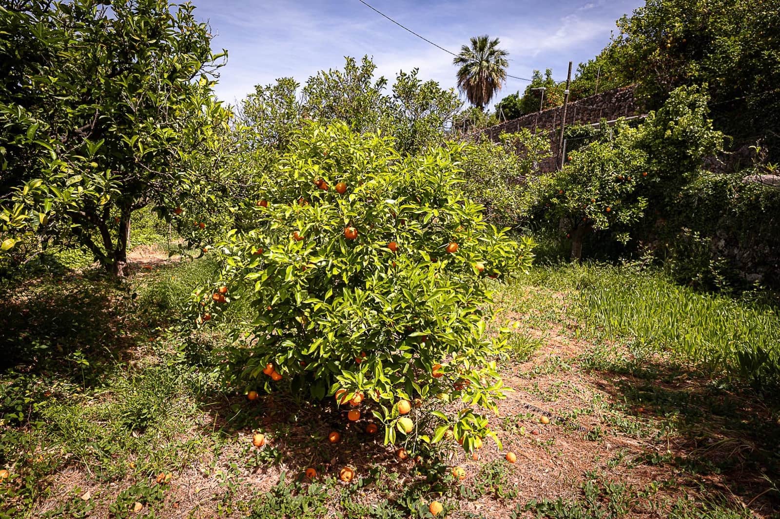 Finca/Casa Rural de 5 habitaciones en Sóller en venta - 756.000 € (Ref: 7555619)