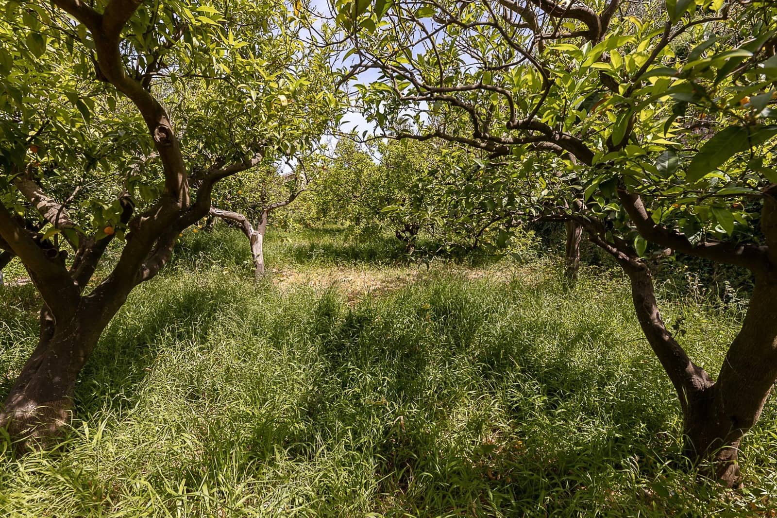 5 soverom Finca/Herregård til salgs i Soller - € 850 000 (Ref: 7555619)