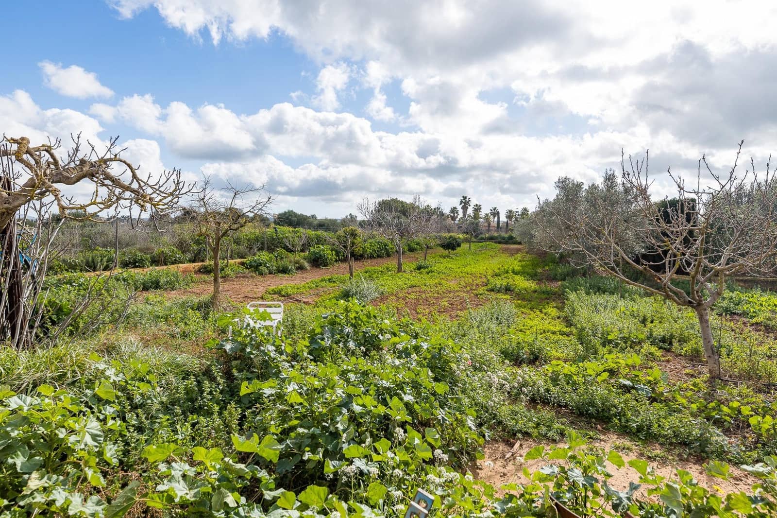 1 soverom Finca/Herregård til salgs i Campos - € 295 000 (Ref: 8936857)