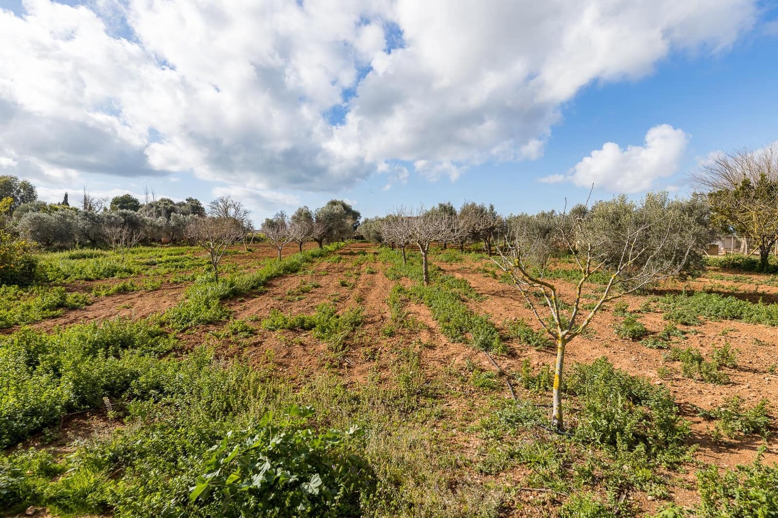 1 soverom Finca/Herregård til salgs i Campos - € 295 000 (Ref: 8936857)