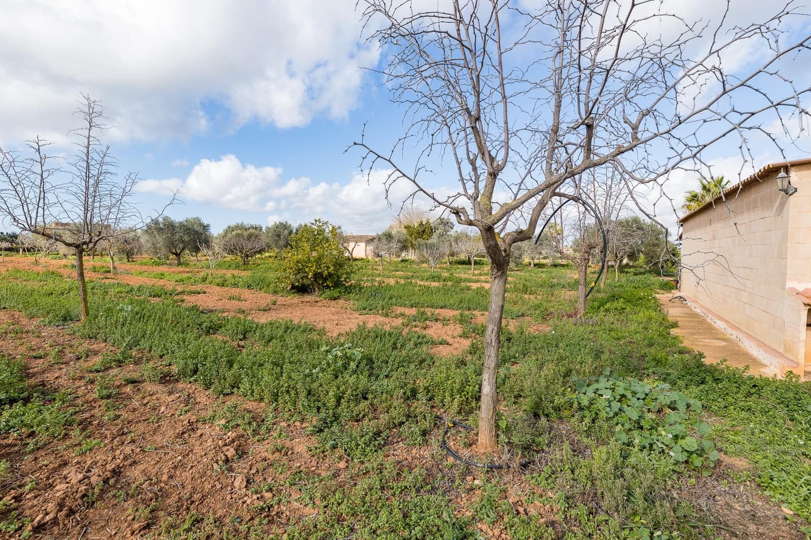 1 soverom Finca/Herregård til salgs i Campos - € 295 000 (Ref: 8936857)