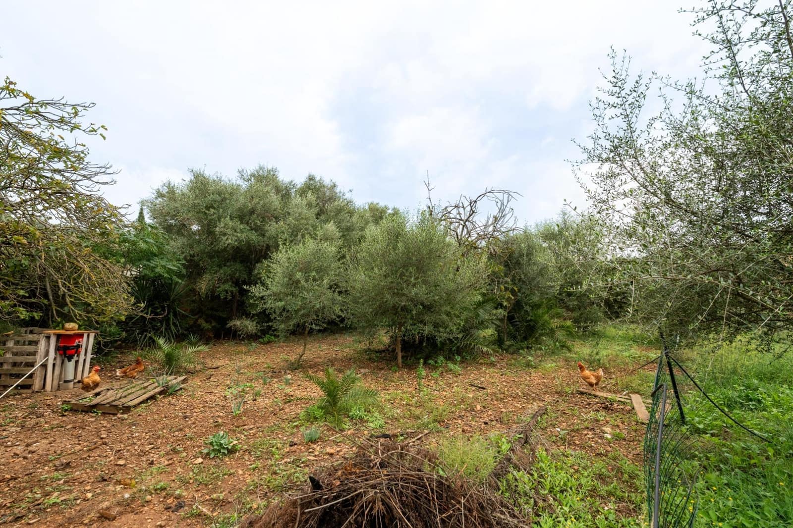 5 camera da letto Finca/Casa di Campagna in vendita in Alaro - 480.000 € (Rif: 9317790)