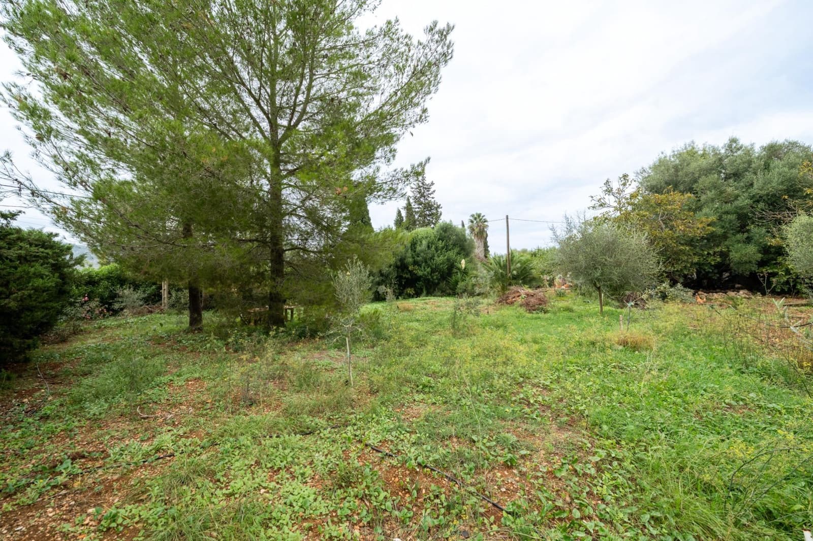 5 camera da letto Finca/Casa di Campagna in vendita in Alaro - 480.000 € (Rif: 9317790)