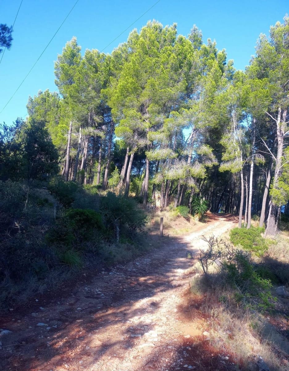 Undeveloped Land for sale in Estellenchs - € 249,000 (Ref: 9751935)