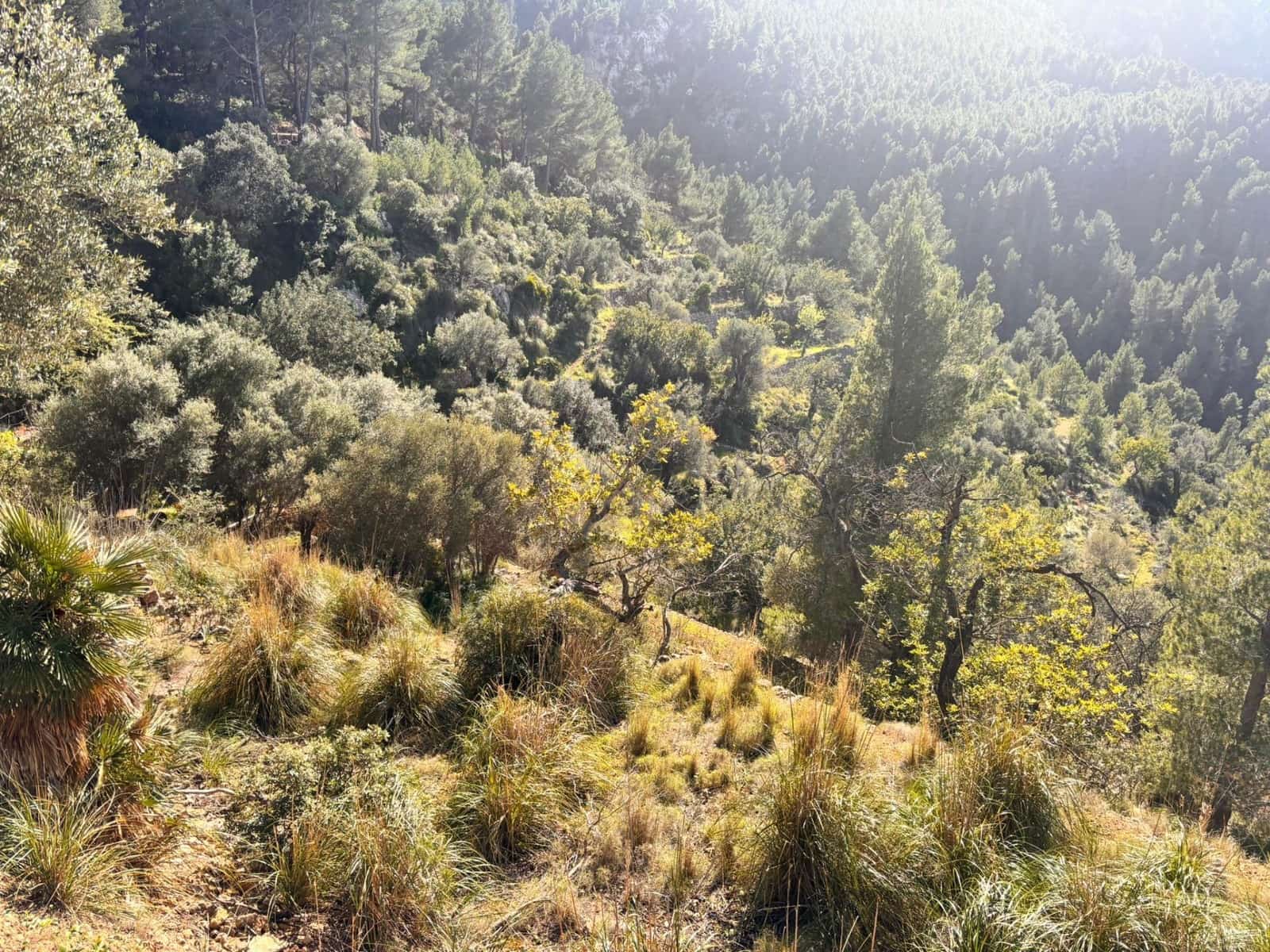 Undeveloped Land for sale in Estellenchs - € 249,000 (Ref: 9751935)