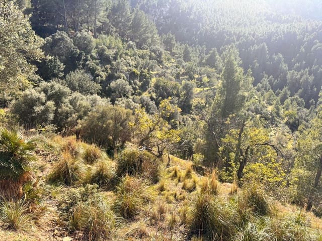 Terreno Non Edificato in vendita in Estellenchs - 249.000 € (Rif: 9751935)