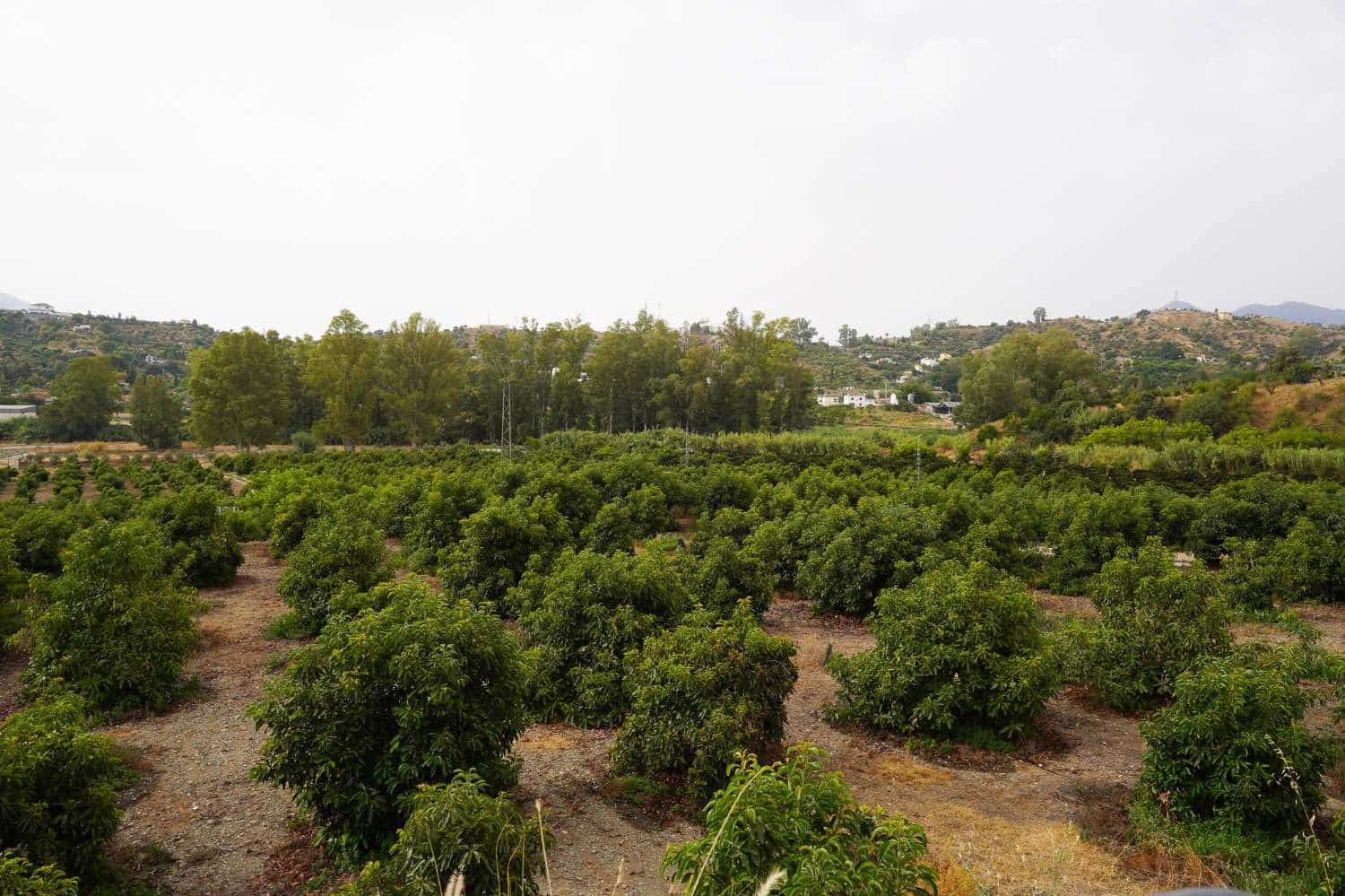 3 bedroom Finca/Country House for sale in Coin with pool - € 2,450,000 (Ref: 10004976)
