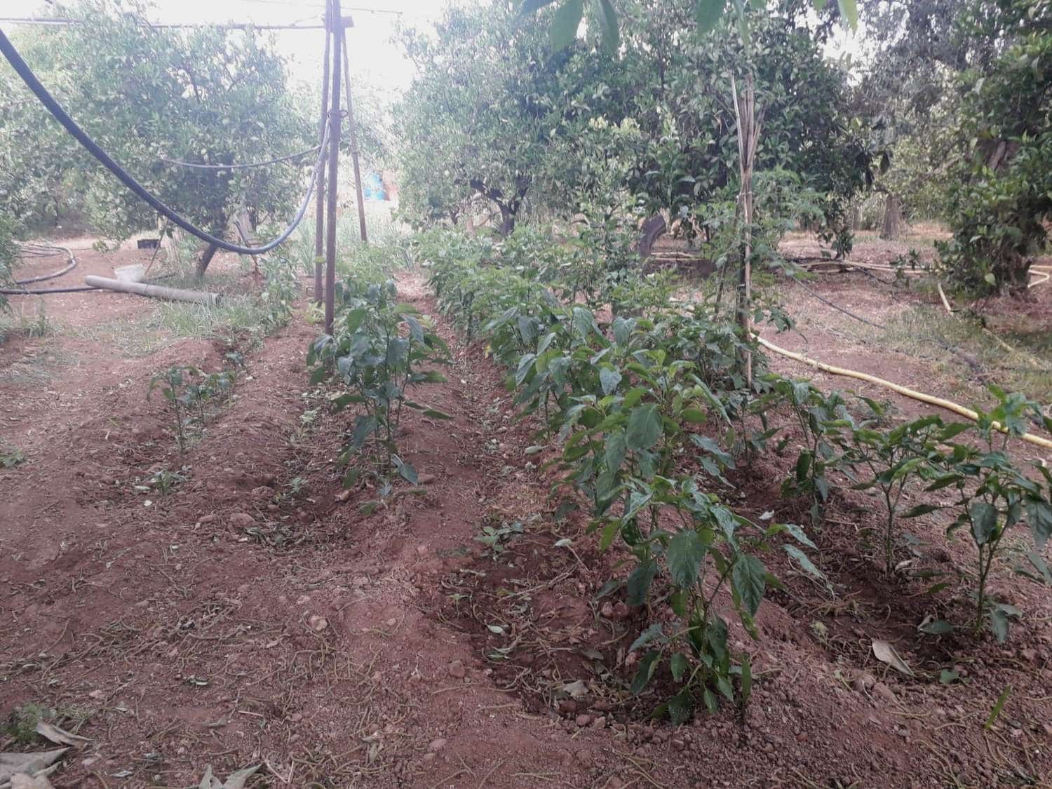 Byggetomt til salgs i Alhaurin de la Torre - € 160 000 (Ref: 7566977)