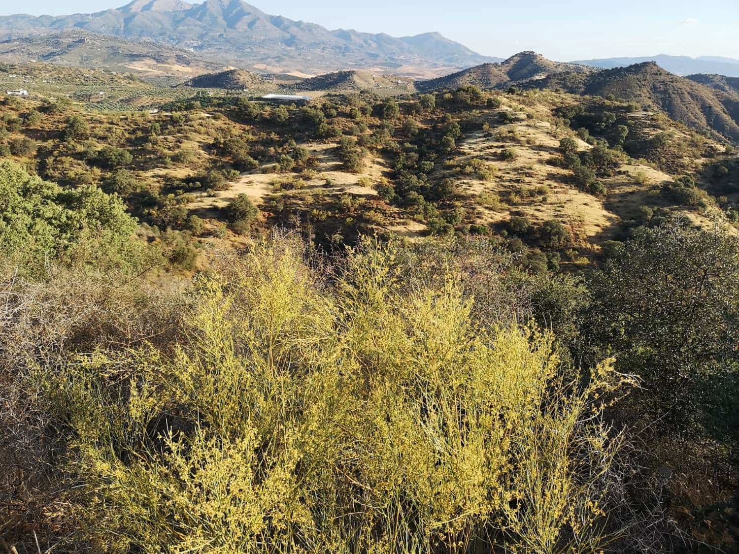 Byggegrund til salg i Coin - € 60.000 (Ref: 8347641)