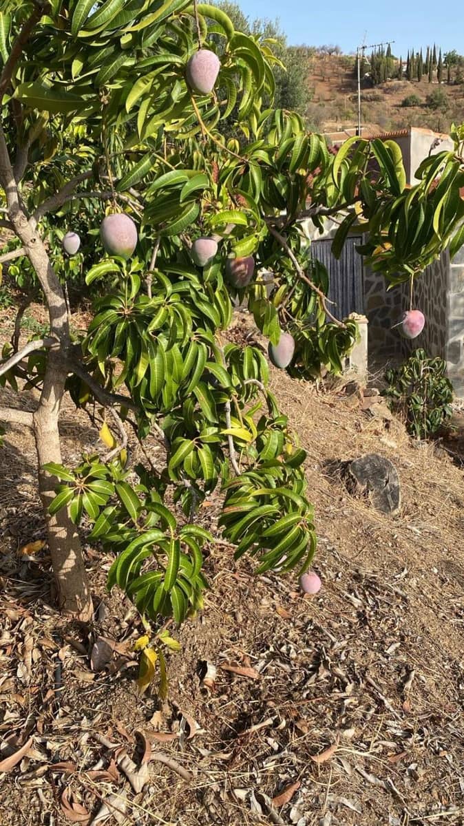 4 soveværelse Villa til salg i Guaro med swimmingpool - € 525.000 (Ref: 8522737)