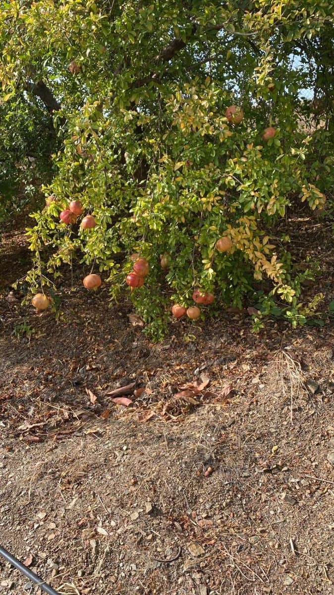 4 soveværelse Villa til salg i Guaro med swimmingpool - € 525.000 (Ref: 8522737)