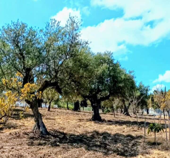 Finca/Casa Rural de 3 habitaciones en Coín en venta - 470.000 € (Ref: 9719436)