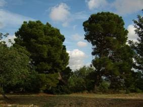 Finca/Herregård til salgs i Sant Jordi - € 95 000 (Ref: 3095136)